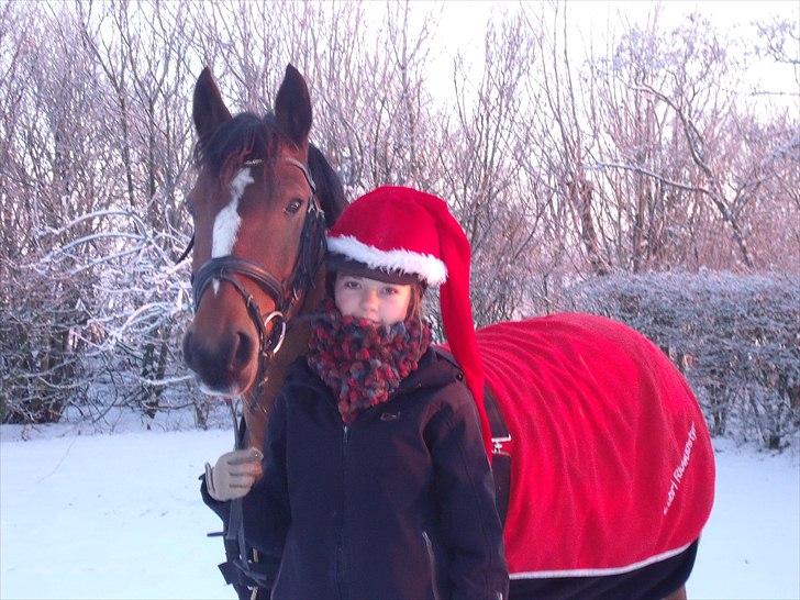 Anden særlig race Golden Merci SOLGT - 15,Hygge i snen<33 billede 13