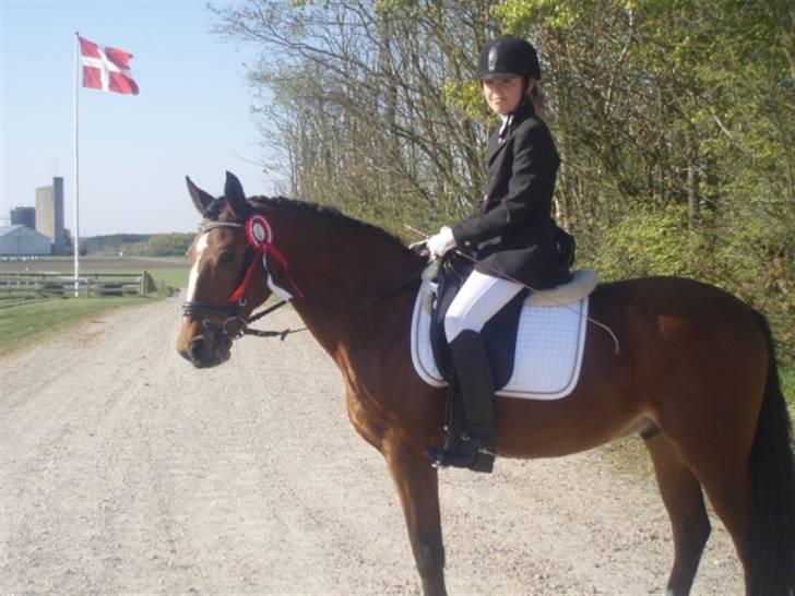 Anden særlig race Golden Merci SOLGT - 17, Vinder hesten<33 billede 15