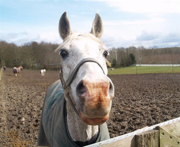 Arabisk fuldblod (OX) Kivikas billede 7