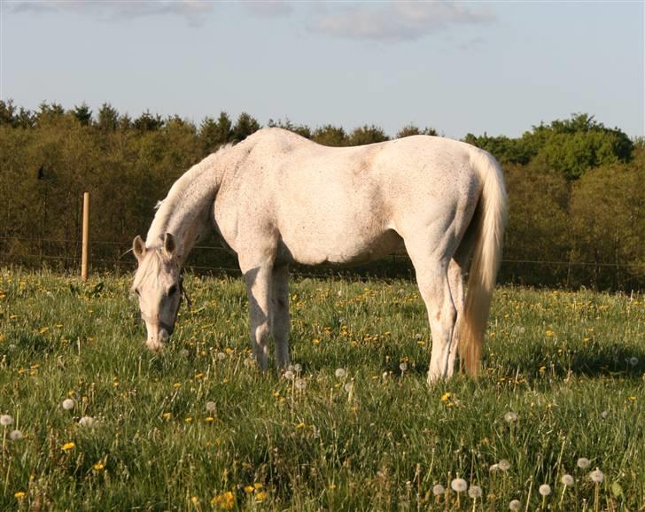 Arabisk fuldblod (OX) Kivikas billede 8