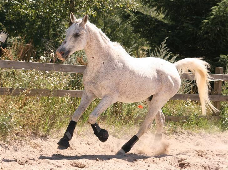 Arabisk fuldblod (OX) Kivikas billede 9