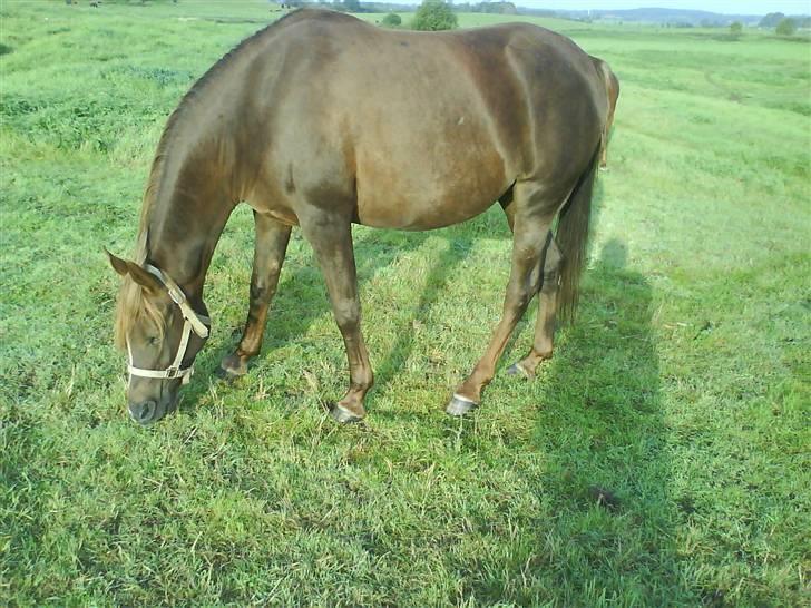 Arabisk fuldblod (OX) Chamika ox 3640 r.i.p - her er et billede af mika som hygger med godt græs... billede 6