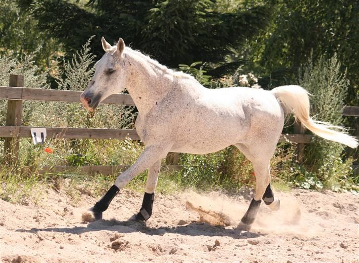 Arabisk fuldblod (OX) Kivikas billede 10