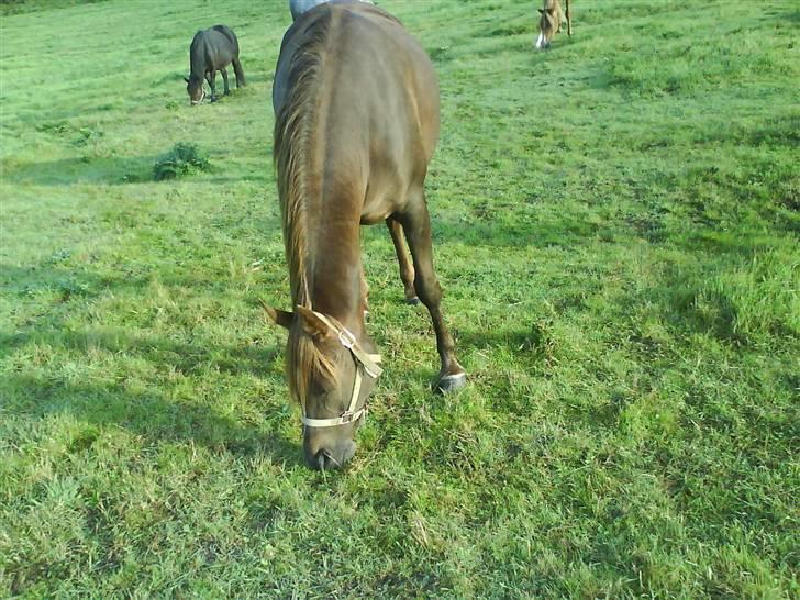 Arabisk fuldblod (OX) Chamika ox 3640 r.i.p - lige lidt mere dræs.... billede 7