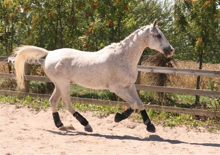 Arabisk fuldblod (OX) Kivikas billede 11