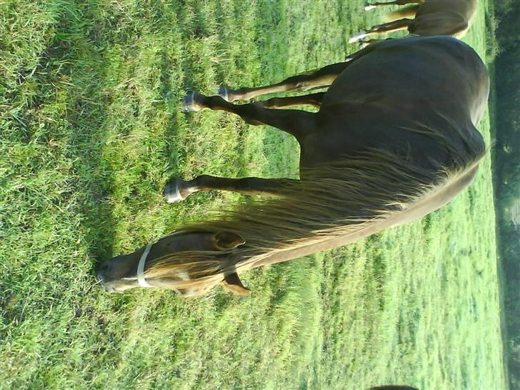 Arabisk fuldblod (OX) Chamika ox 3640 r.i.p - taget om morgenen her i september billede 8