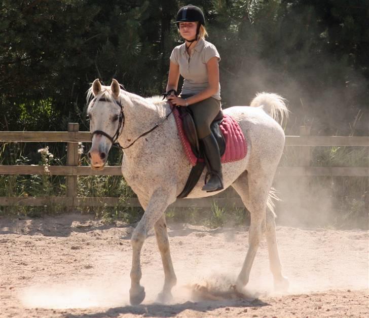 Arabisk fuldblod (OX) Kivikas billede 12