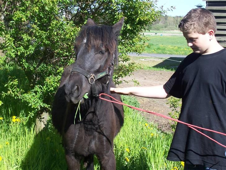 Fell pony Kurreholms Jackpot UDLÅNT billede 8
