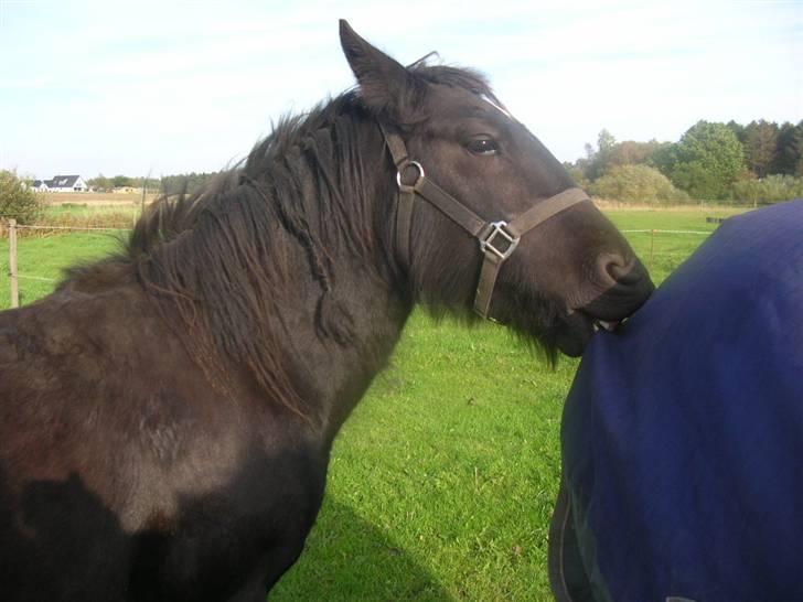Fell pony Kurreholms Jackpot UDLÅNT billede 9