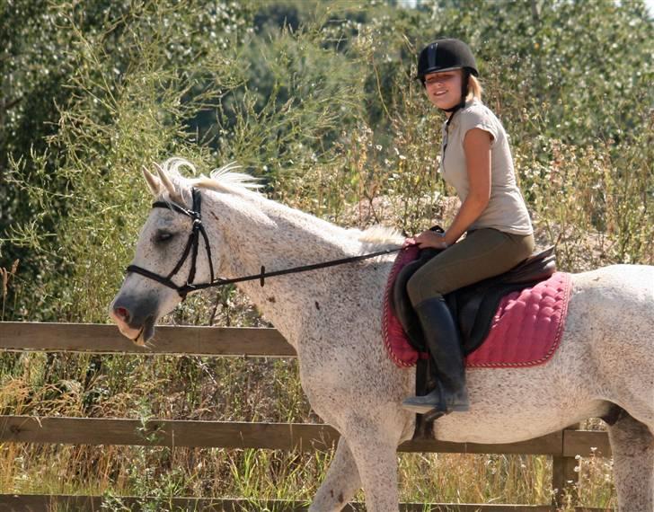 Arabisk fuldblod (OX) Kivikas billede 13