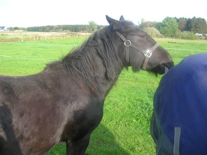 Fell pony Kurreholms Jackpot UDLÅNT billede 10