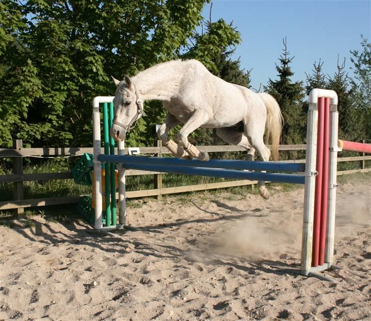 Arabisk fuldblod (OX) Kivikas billede 14