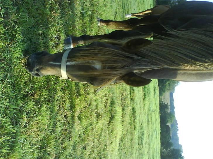 Arabisk fuldblod (OX) Chamika ox 3640 r.i.p - lige lidt tættere på billede 9