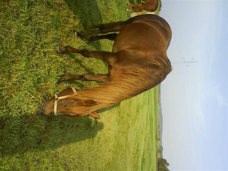 Arabisk fuldblod (OX) Chamika ox 3640 r.i.p - taget tidligt d. 2 september billede 10