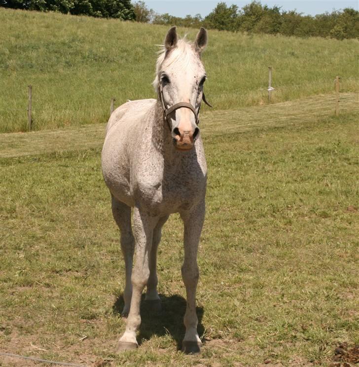 Arabisk fuldblod (OX) Kivikas billede 15