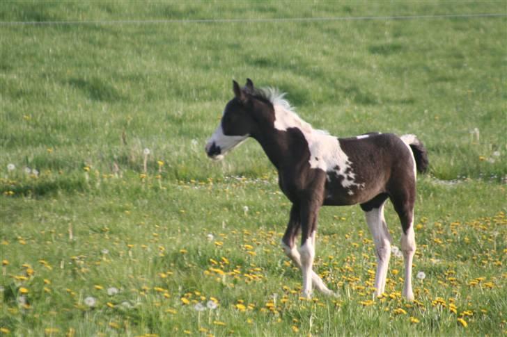 Barockpinto Apache billede 6