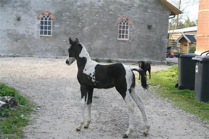 Barockpinto Apache billede 10