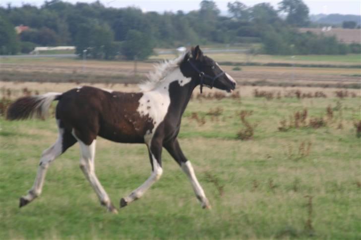 Barockpinto Apache billede 12