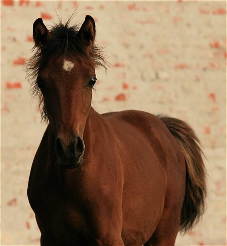 Arabisk fuldblod (OX) D. Dancing Miracle -SOLGT billede 18