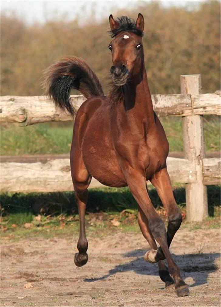 Arabisk fuldblod (OX) D. Dancing Miracle -SOLGT billede 19