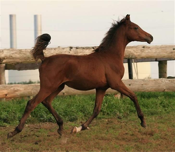 Arabisk fuldblod (OX) D. Dancing Miracle -SOLGT billede 20