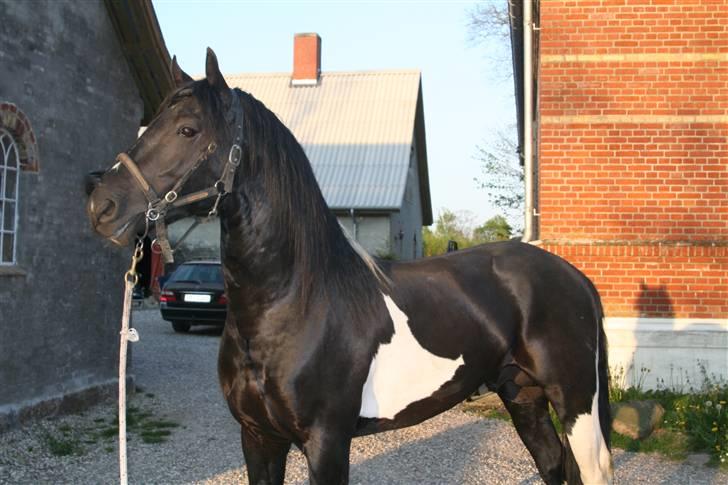 Barockpinto Apache - MIN SMUKKE FAR billede 16