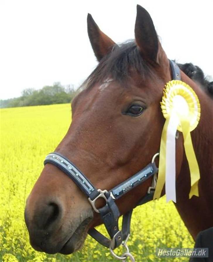 Connemara Hesselholts Rebel Queen - Hej og velkommen :D billede 4