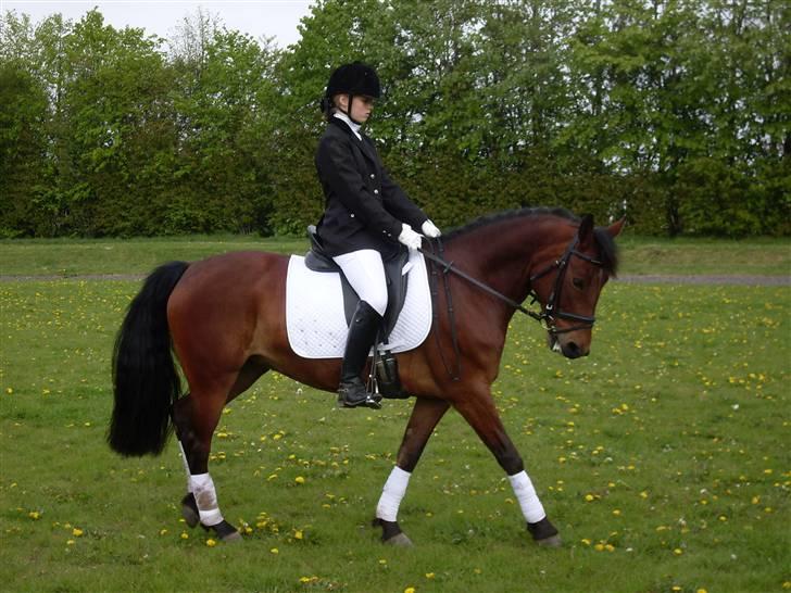 Connemara Hesselholts Rebel Queen - opvarmning til stævnet i Nordborg <3 billede 2