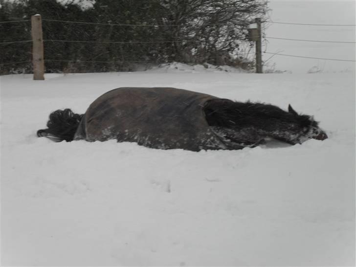Connemara Hesselholts Rebel Queen - Queeny har opbaget nogle får! <3 billede 3