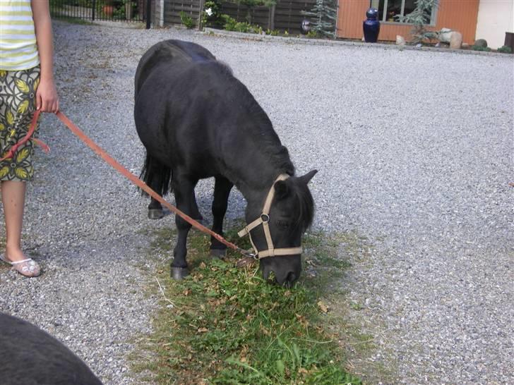 Shetlænder Sali SOLGT - indkørslen billede 15