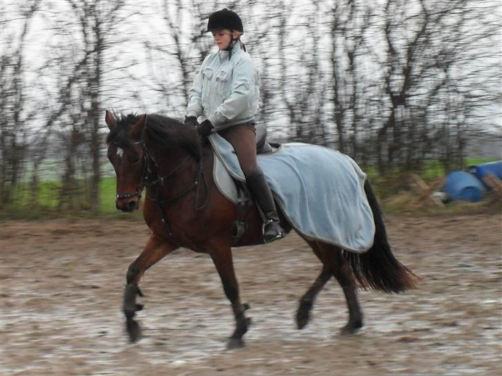 Connemara Hesselholts Rebel Queen - Dressur træning en efterårs dag billede 5