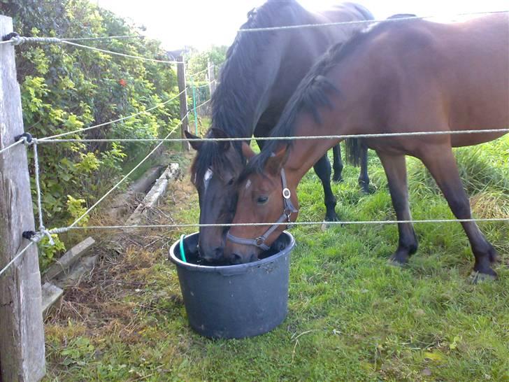 Connemara Hesselholts Rebel Queen - Første gang Soras og Queeny var på mark sammen 8D kærlighed ved første blik ! <3 billede 6