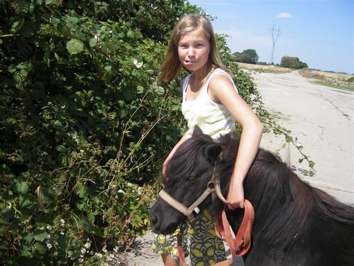 Shetlænder Sali SOLGT - dejlige hinbær(= billede 16