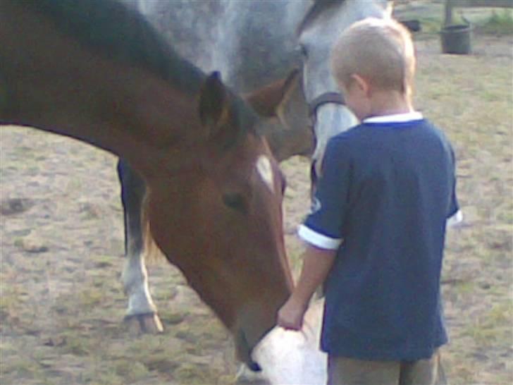 Anden særlig race Lillegaards Prinsesse Fiona (solgt 2015) - 8-årig har styr på de ungheste -med en spand foder kan selv den værste hest tæmmes... billede 17
