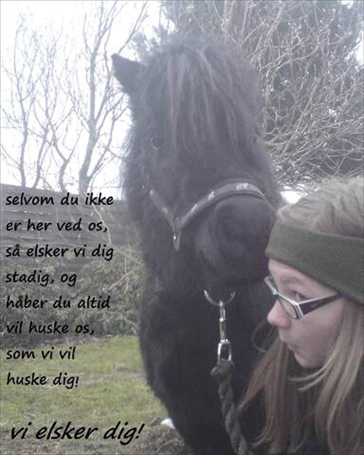 Shetlænder Sali SOLGT billede 17