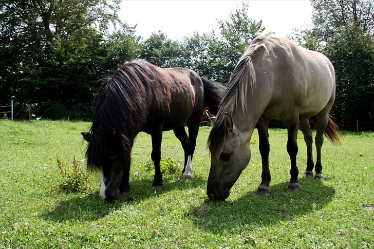 Anden særlig race Bailey - Bailey og Daisy(R.I.P 22/7 10´) foto: mig billede 12