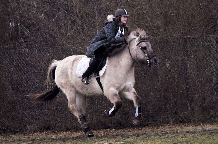 Konik Polski | Gneisti | Hvil i fred - Kan ikke lade være med at smile når jeg ser dette billede. Det var virkelig fra en dejlig periode. Vi red virkelig stærkt, looool. | Foto: Marina Bohn Hansen billede 16