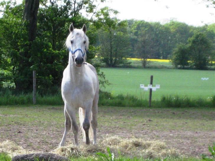 Pura Raza Española Tremendo - Tremendo maj 2008 billede 3