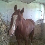 Oldenborg Emdegaardens Zairo(solgt)