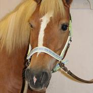 Haflinger stald handbergs Nuschka