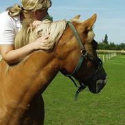 Haflinger stald handbergs Nuschka