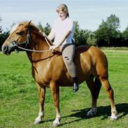 Haflinger stald handbergs Nuschka