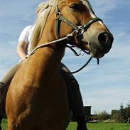 Haflinger stald handbergs Nuschka