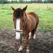 Anden særlig race pixie