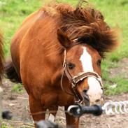 Anden særlig race pixie