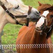 Anden særlig race pixie