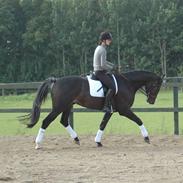 Dansk Varmblod Vejlgårds Casco