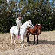 Anden særlig race Sonny boy xD  solgt