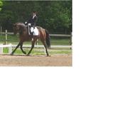 Dansk Varmblod Englerups Waldkönig solgt