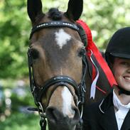 New Forest Orchid´s Sheila SOLGT